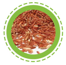 Rumput Barley