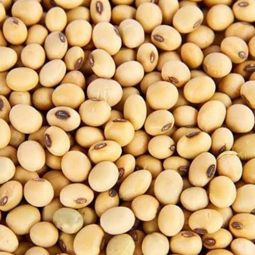Rumput Barley