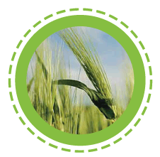 Wheat grass