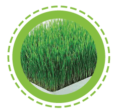 Wheat grass