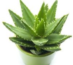 Wheat grass