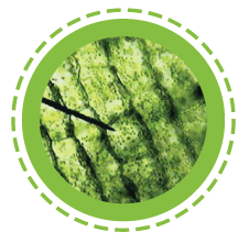 Wheat grass