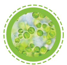 Wheat grass
