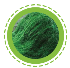 Wheat grass