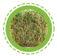 Wheat grass